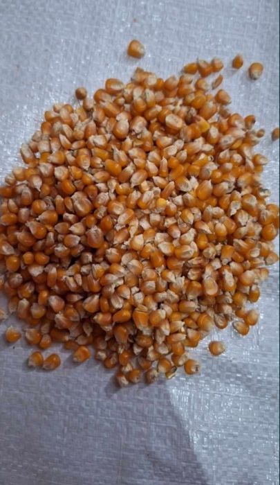 Porumb Pioneer 9590 - 8834- 9074