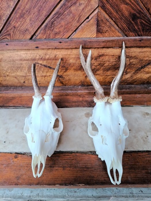 Трофей от сръндак.Рога.2 бр