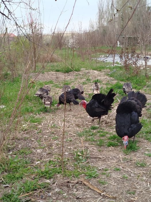 Куркалар сотилади  14 дона  Хамаси тухумда
