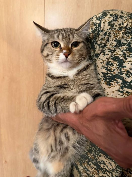 Отдам прикольную кошечку)