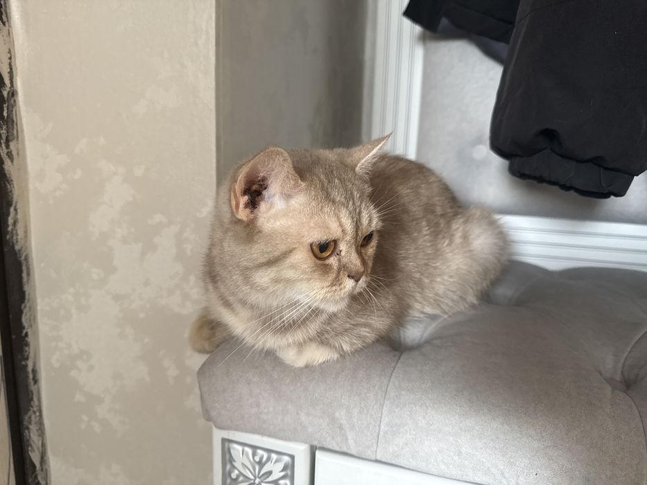 Отдам кошку девочка породистая