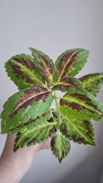 Укоренненые черенки колеусов