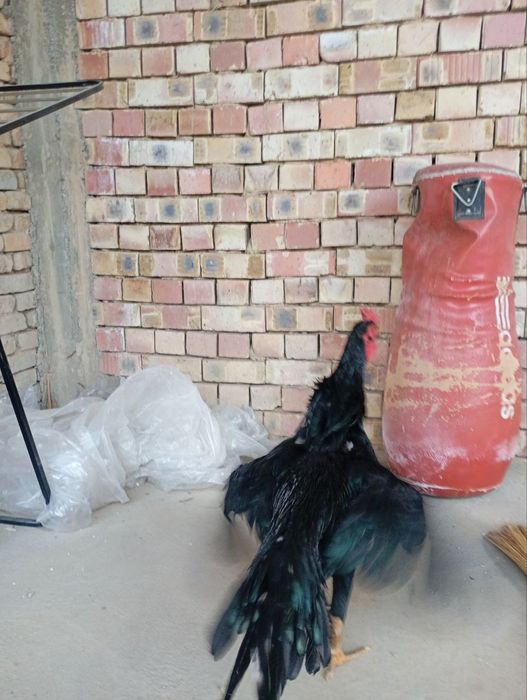 dakan xo'roz sotiladi