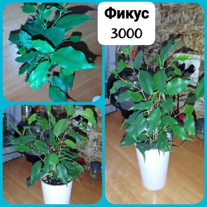 Продаю излишки комнатных растений
