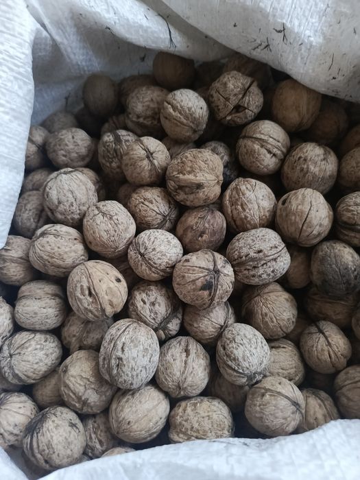 Продам грецкие орехи