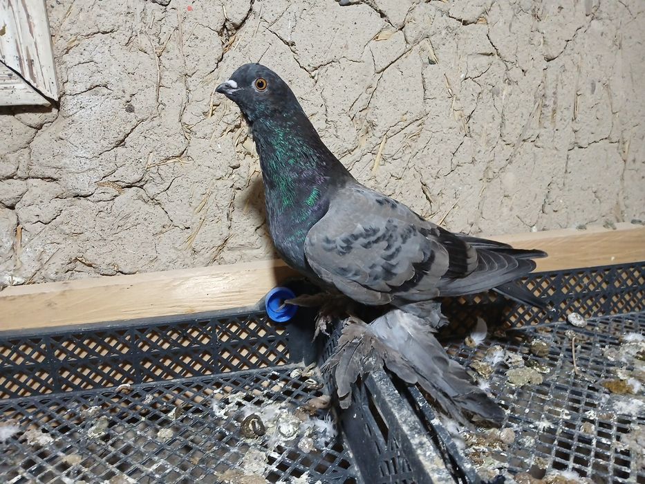 Кептерлер сатылады