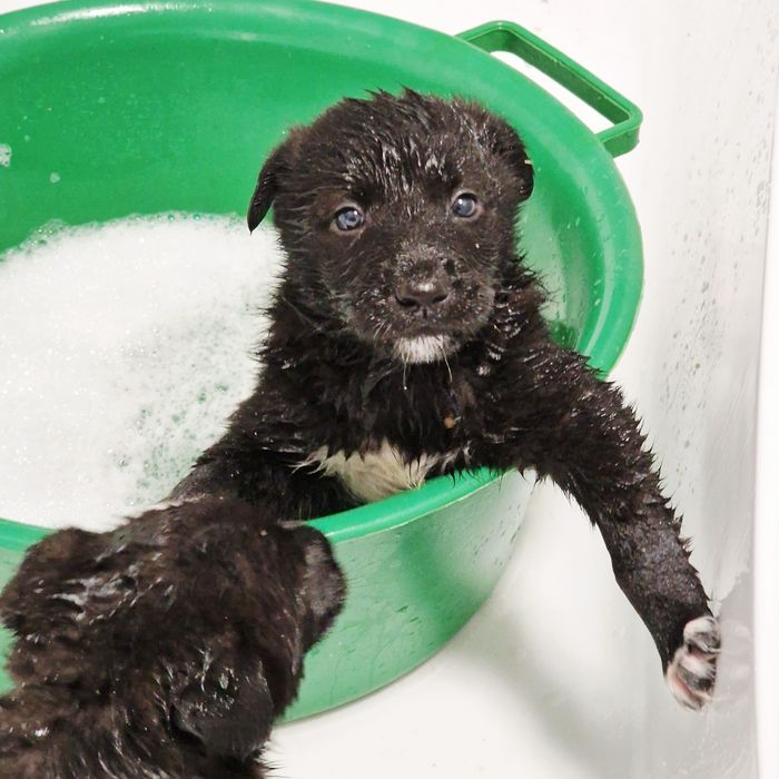 Щенки из приюта Хвостатый Рай