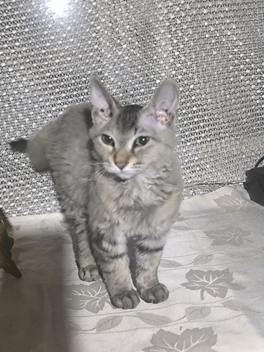 Кошка в добрые рукиг