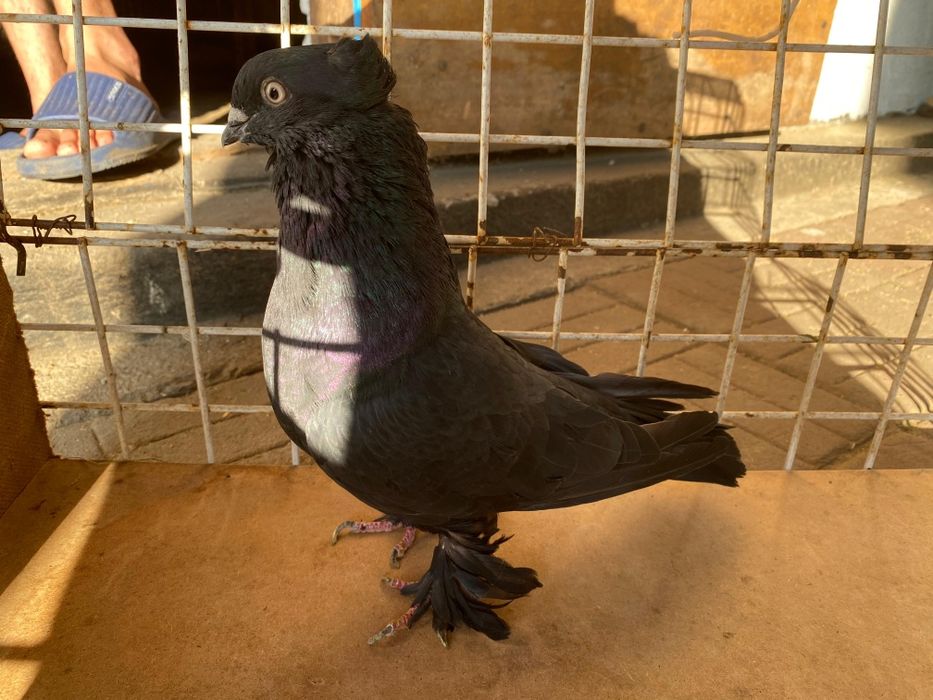 Продам голубей бойных