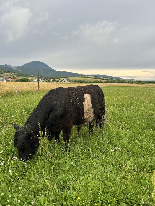 Vitel balted galloway