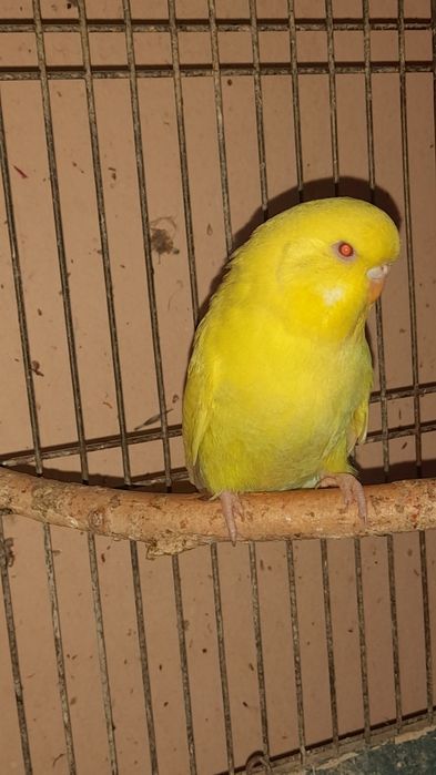 Попугай выставочный 3 месяца