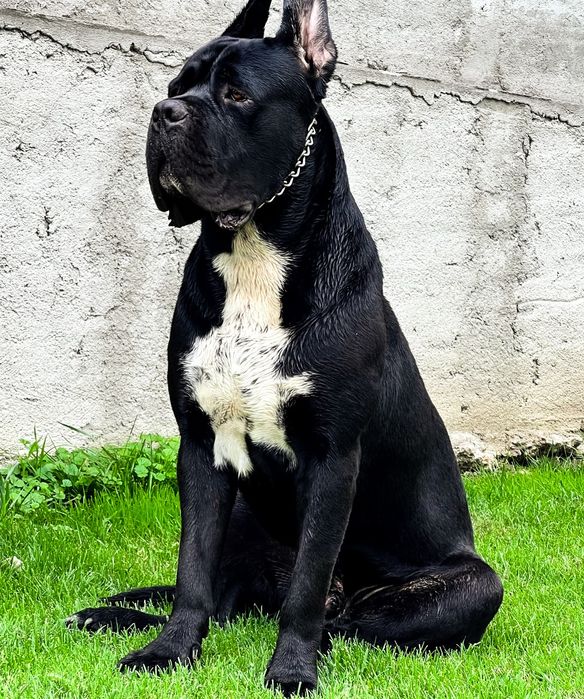 Cane Corso cu pedigree FCI de tip A