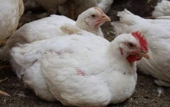 De vânzare pui de carne crescuți cu furaje naturale preț în viu 18 lei kg și tăiați 30 de lei kg