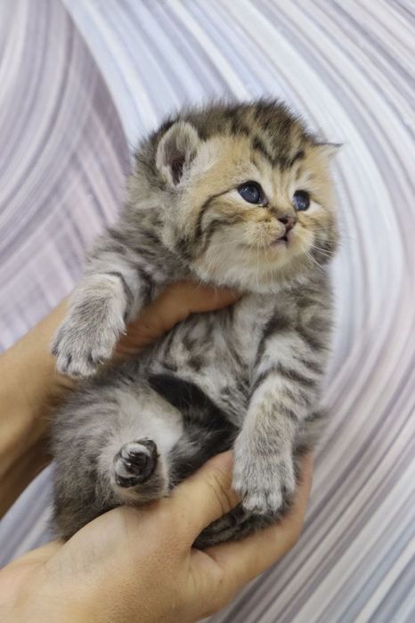 Продаются британские котята