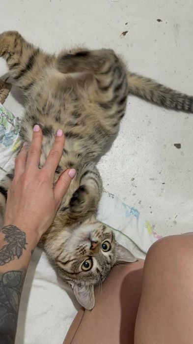 Отдам даром котенка мальчик