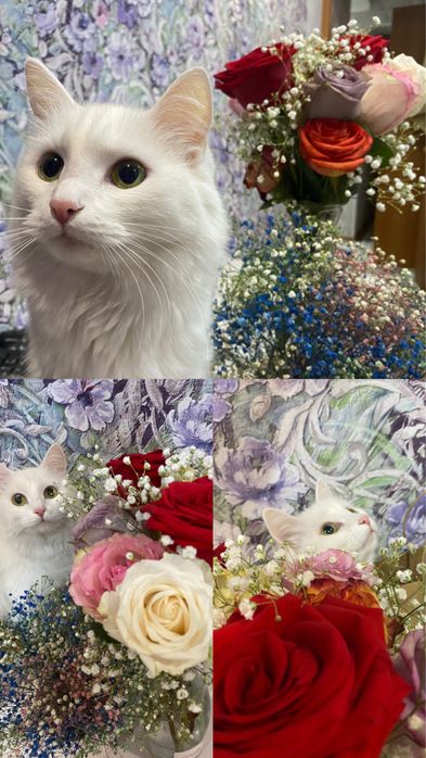 Отдам кошку в добрые руки