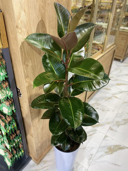 Цветы для дома и офиса