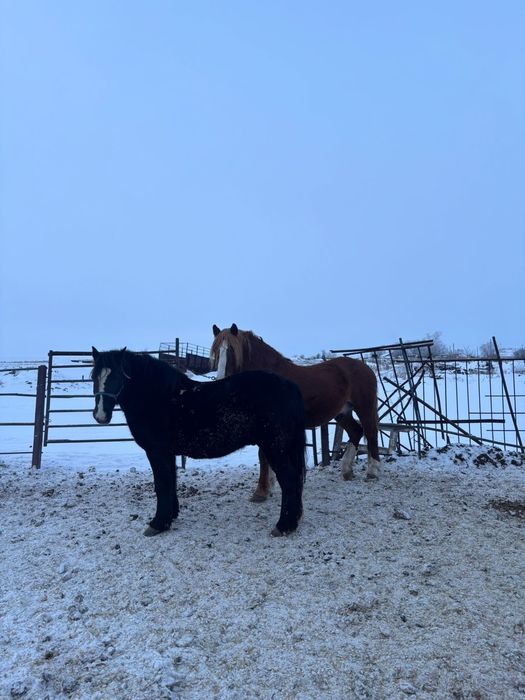 Продам мерина 5 лет и жеребца 7 лет.