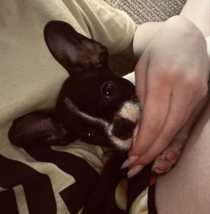 Французский бульдог