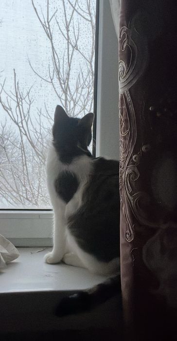 Мысығыма жаңа үй іздейміз