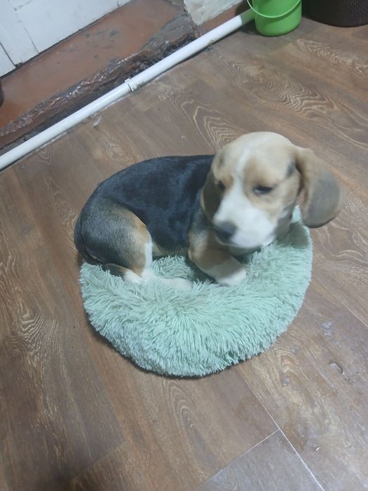 Продается щенок породы Бигль