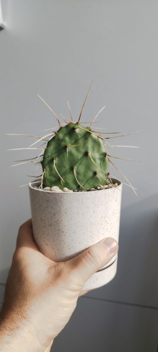 Студоустойчиви кактуси опунция