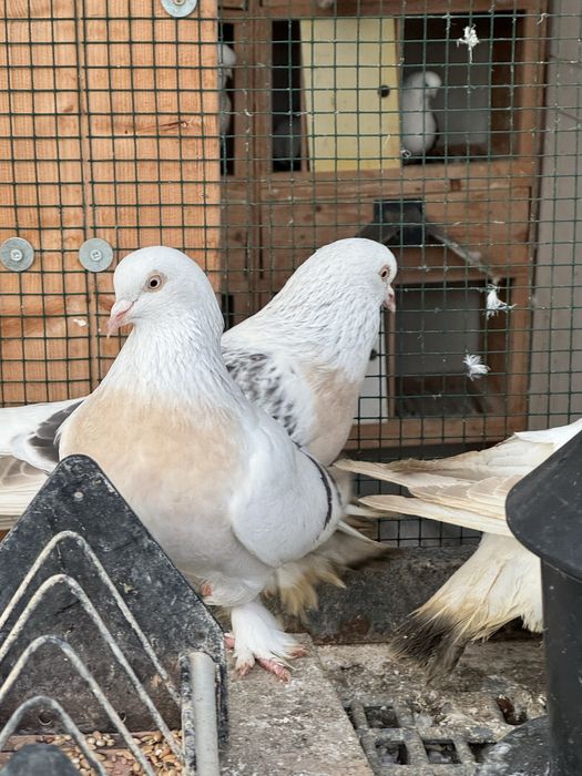 Porumbei Șebab rasa turceasca