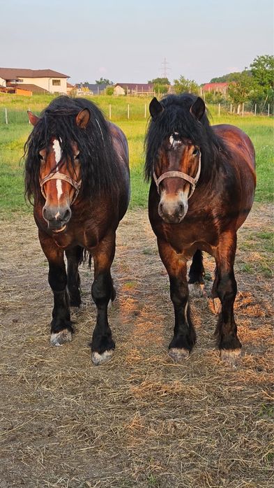 Se vand doi armsari frumosi in varsta de 4ani