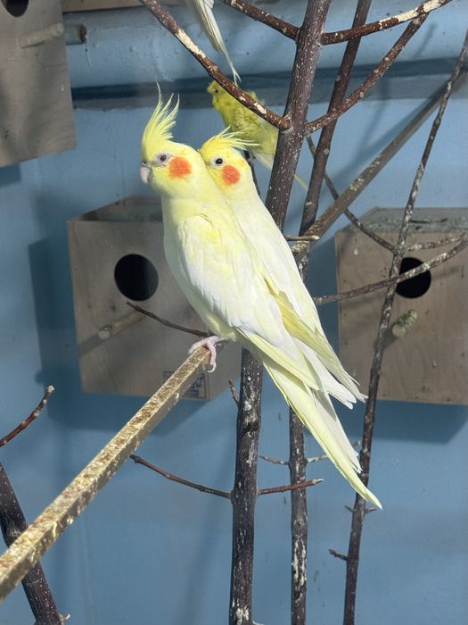 Karella parlar sotiladi