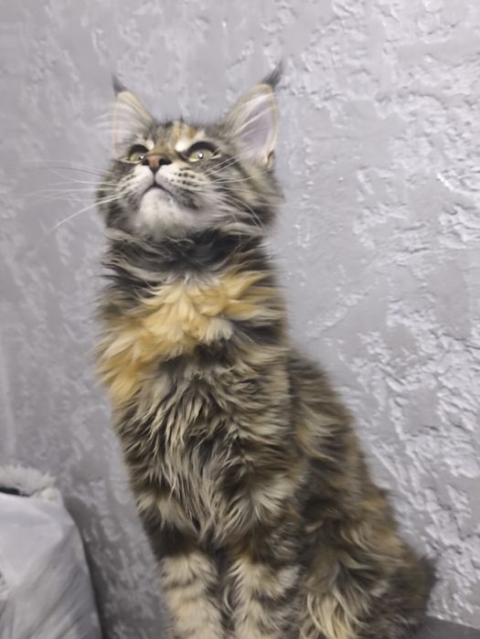 Мейнкун котятки.Милые девочки.