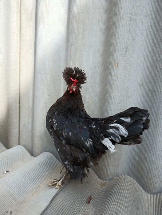 Японский Бетнамка