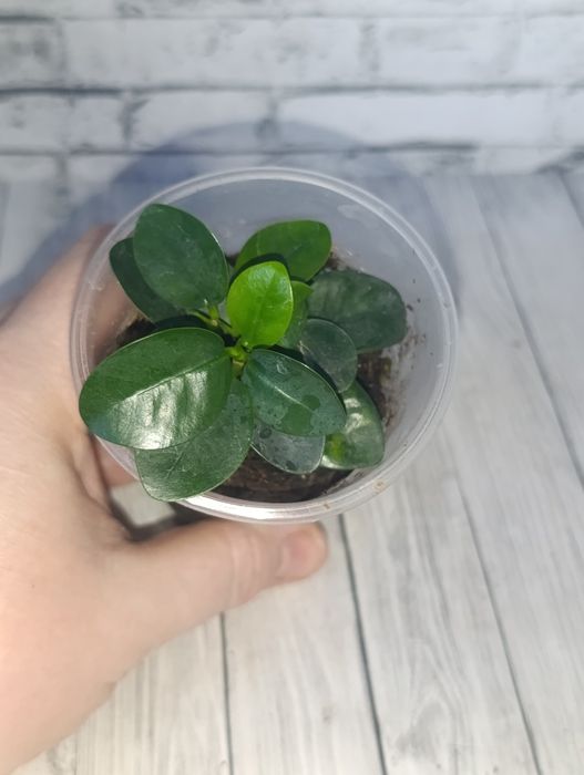 Продам Фикусы сортовые.