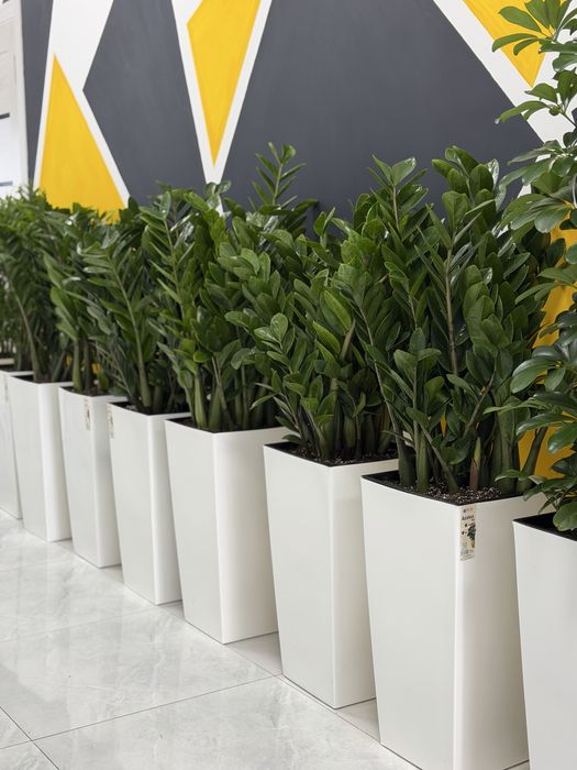 Комнатные цветы с доставкой, Декоративные растения в горшках