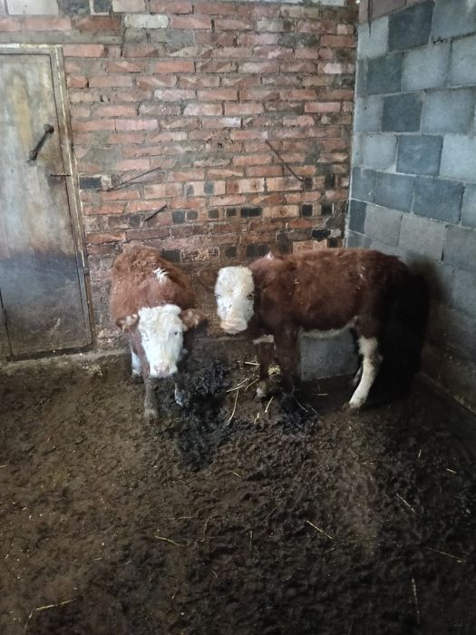 Продам Телят 2 штук