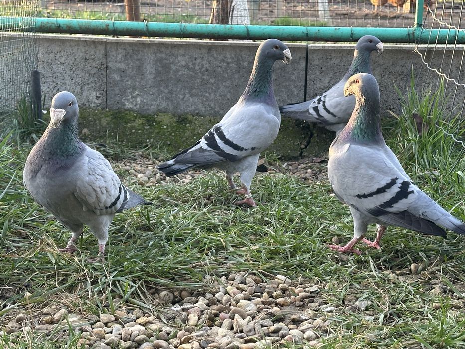 Porumbei voiajori Germani