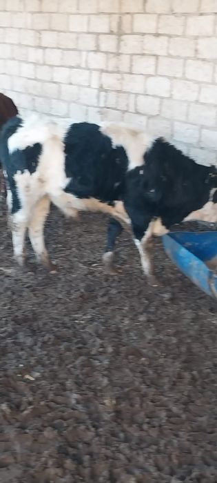 Буқалар сатыладыы