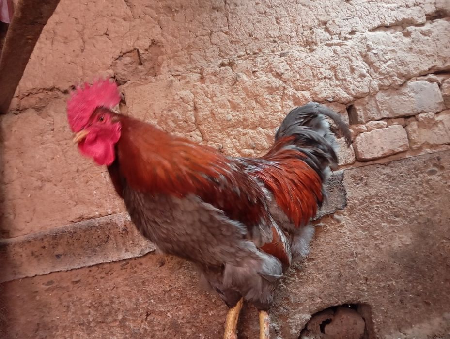 Uy xoʻrozlari zotli