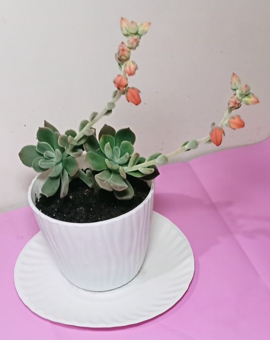 Продам. Каменная роза или эхеверия. Цветёт.