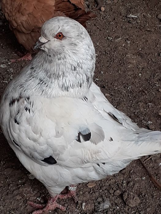 Vând porumbei rasa king Alba Iulia • OLX.ro