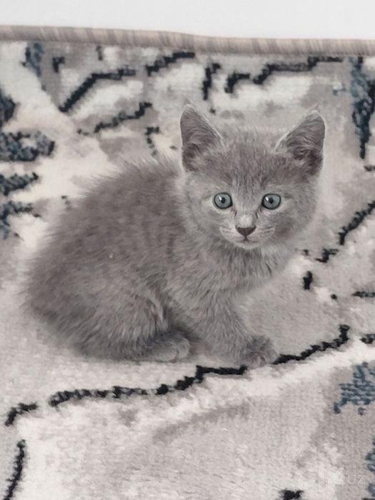 Британская кошка