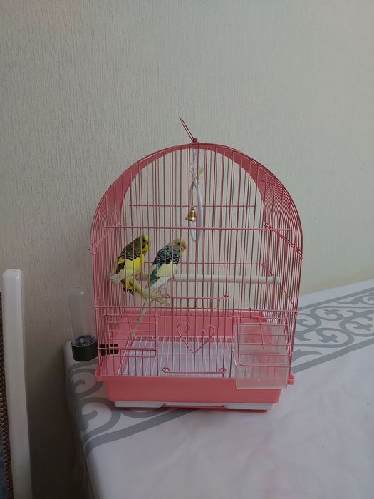 Попугайчики пара клетка корм