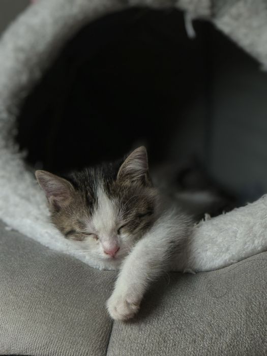 Отдам котенка в хорошие руки