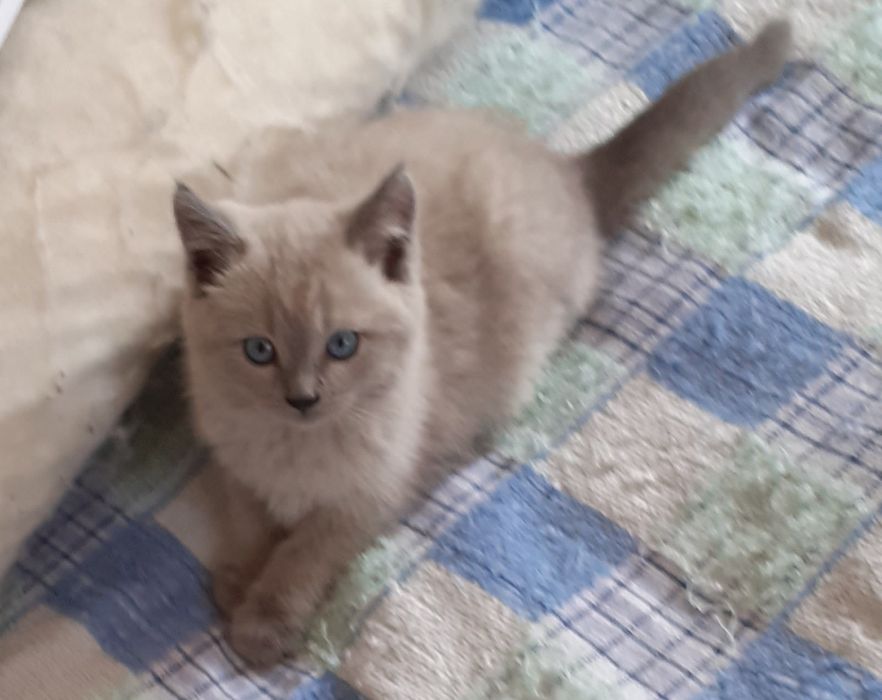 Котята бесплатно