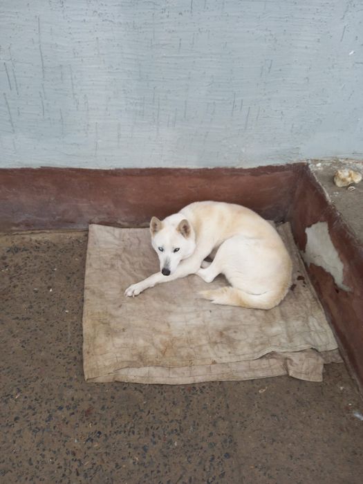 Хаски Қызылорда қаштыртуға ұрғашы