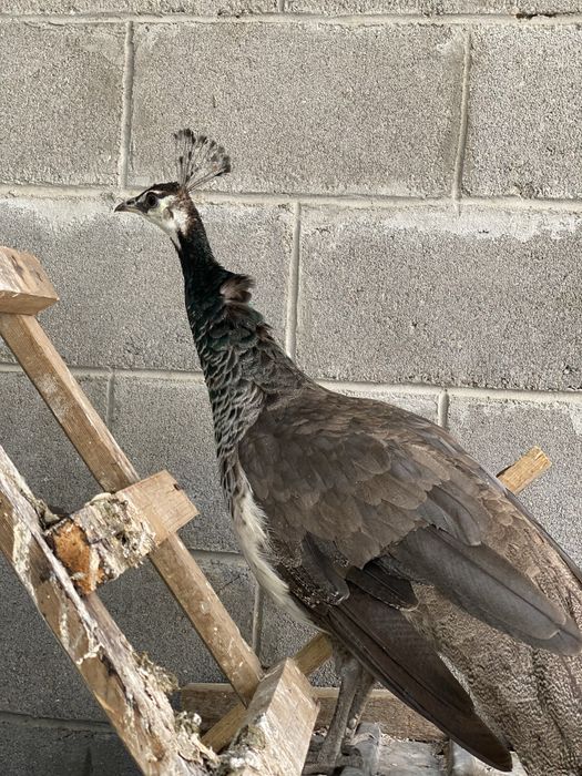 павлинов (самка), молодые, здоровые!