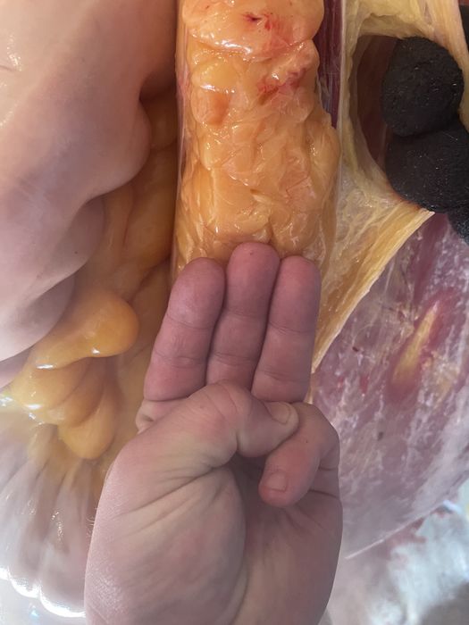 Семіз Биелер сатылады