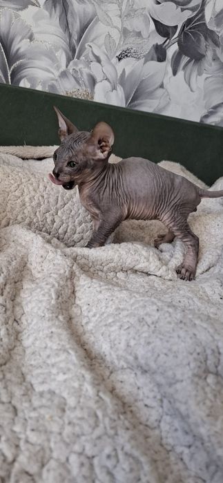 Канадский сфинкс чистокровные