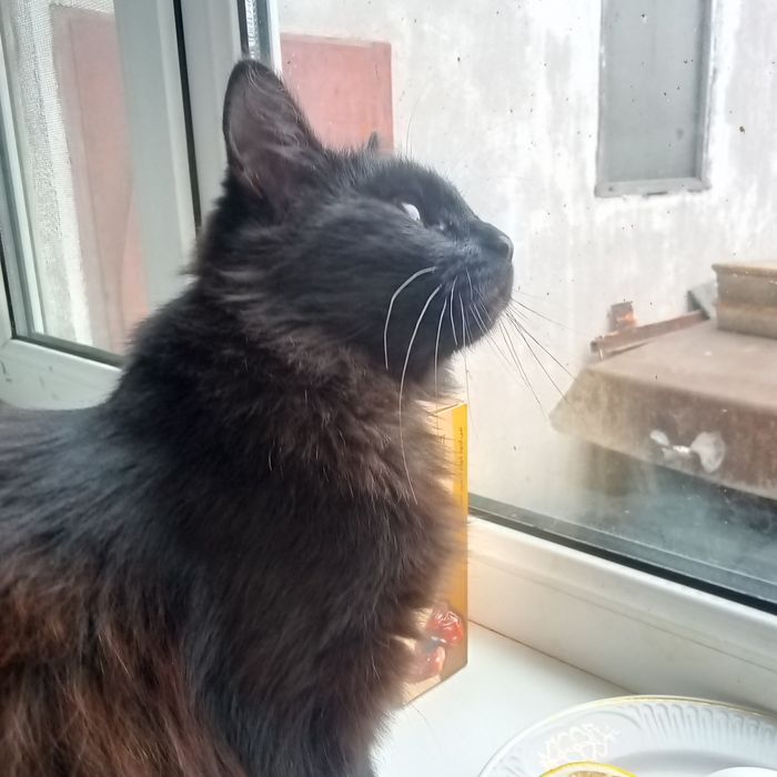 Отдам в хорошие руки