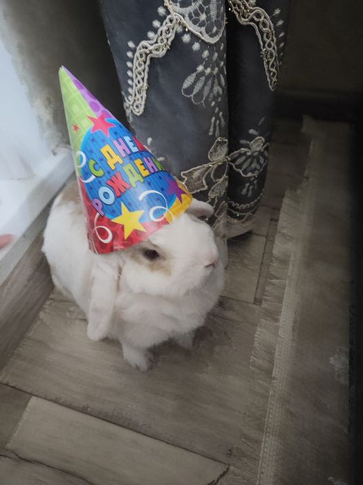 Отдам кролика девочка даром