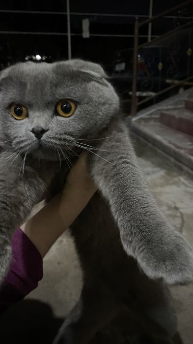 Очень умный кошка